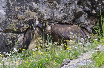 Dagmar und Recka schnäbeln  | © Markus Leitner