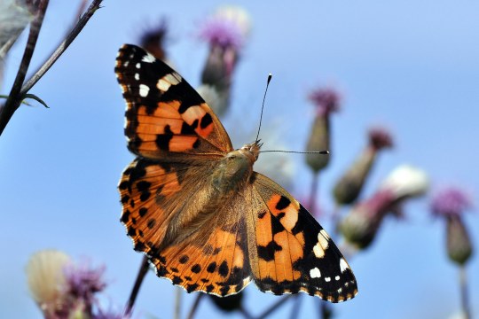 Distelfalter | © Willi Kroll