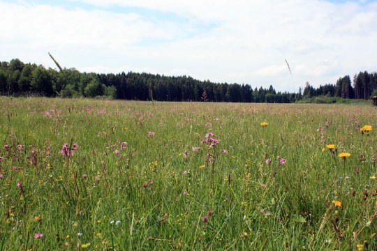 Feuchtwiese | © Anne Schneider