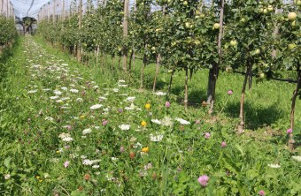 Blühstreifen in der Fahrgasse eine Apfelanlage | © Peter Blank