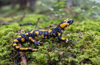 Man sieht einen schwarzen Salamander mit gelben Flecken auf grünem Moosbett. | © Andreas Hartl