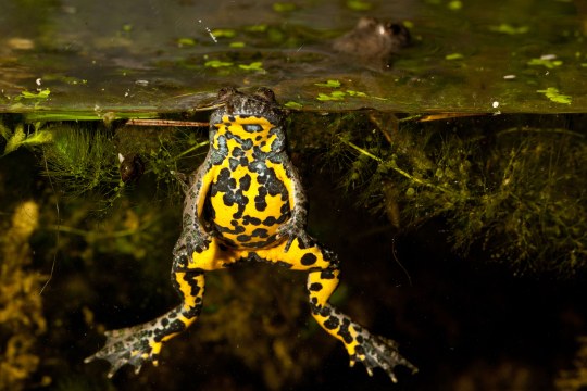 Gelbbauchunke unter Wasser mit ausgestreckten Beinen und mit gelbem Bauch zur Kamera |© Andreas Hartl