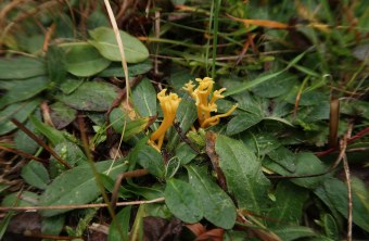 Kleine Gelbe Wiesenkorallen wachsen zwischen grünen Blättern | © Lotte Krüger