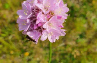 Grasnelke - Armeria | © Patricia Danel