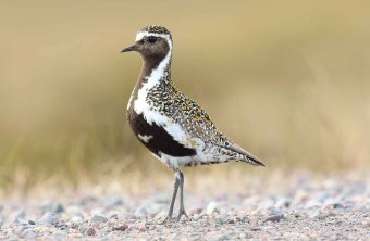 Goldregenpfeifer | © Heinz Tuschl