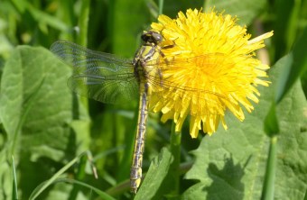 Frisch geschlüpfte grüne Keiljungfer auf einer gelben Löwenzahnblüte | © Dr. Andreas von Lindeiner