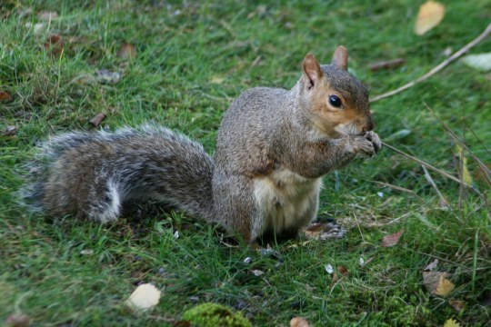 Grauhörnchen sitzt auf einer Wiese und frisst etwas | © Anita Schäffer