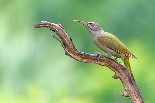 Grauspecht Weibchen | © Rainer Schaaf