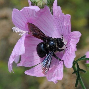 Große Blaue Holzbiene (Xylocopa violacea)  | ©  Dr. Eberhard Pfeuffer
