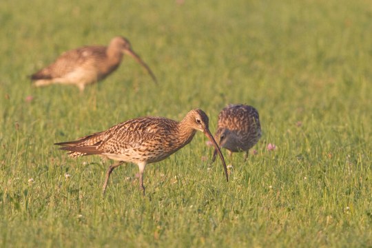 Drei Große Brachvögel auf einer Wiese | © Andreas Hartl