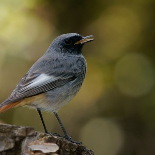 Aufnahme eines Hausrotschwanzes von Hinten, der Schnabel ist leicht geöffnet | © Hans Schaffelhofer