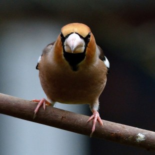 Kernbeißer auf einem Ast, er schaut frontal in die Kamera | © Herbert Wolf
