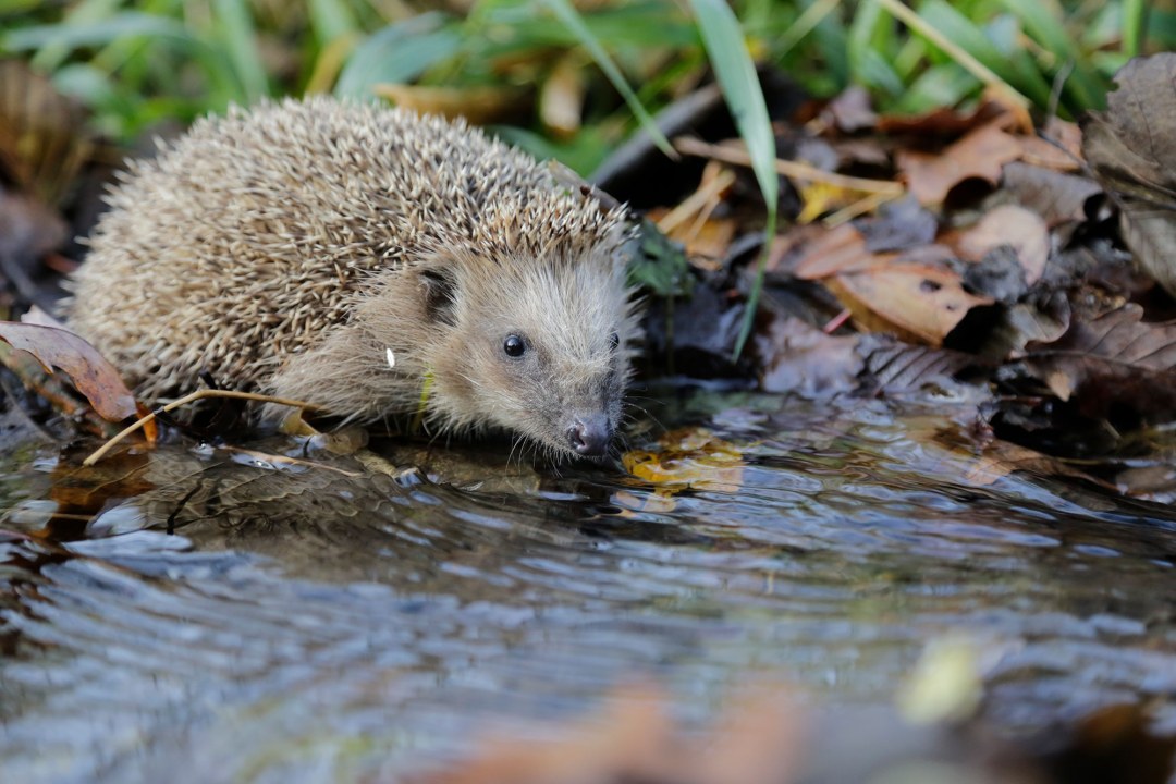 Igel an einer Wasserstelle | @ Ralph Sturm