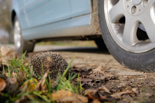 Igel am Straßenrand neben einem Auto | © Ralph Sturm