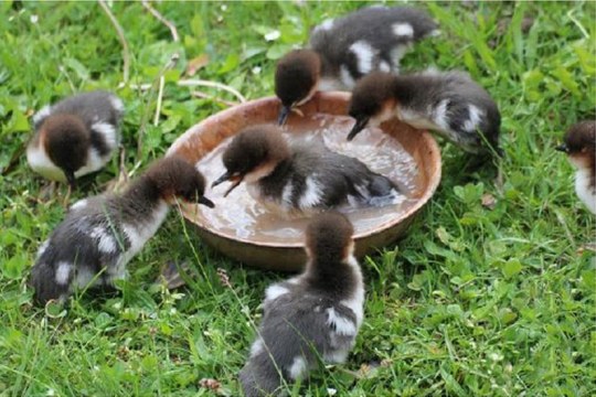 Junge Gänsesäger mit einer Wasserschale in der Vogelstation Regenstauf | © LBV