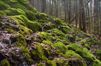 moosbewachsene Kalktuffterrassen im Wald | ©Zoran Jokic