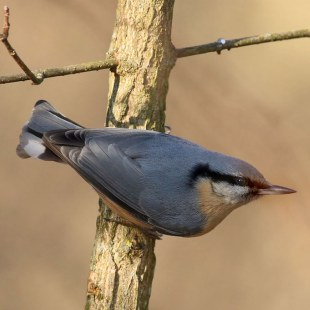 Kleiber sitzt seitlich au einem Baum | © Carl-Peter Herbolzheimer