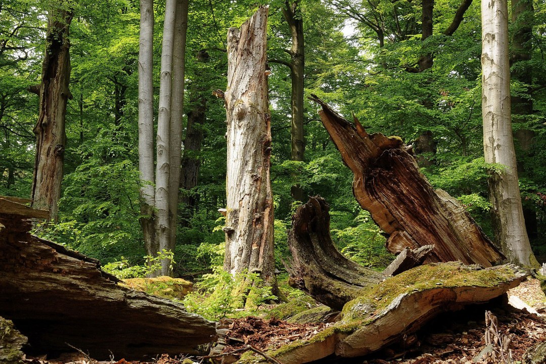 NSG Rohrberg | © W. Malkmus