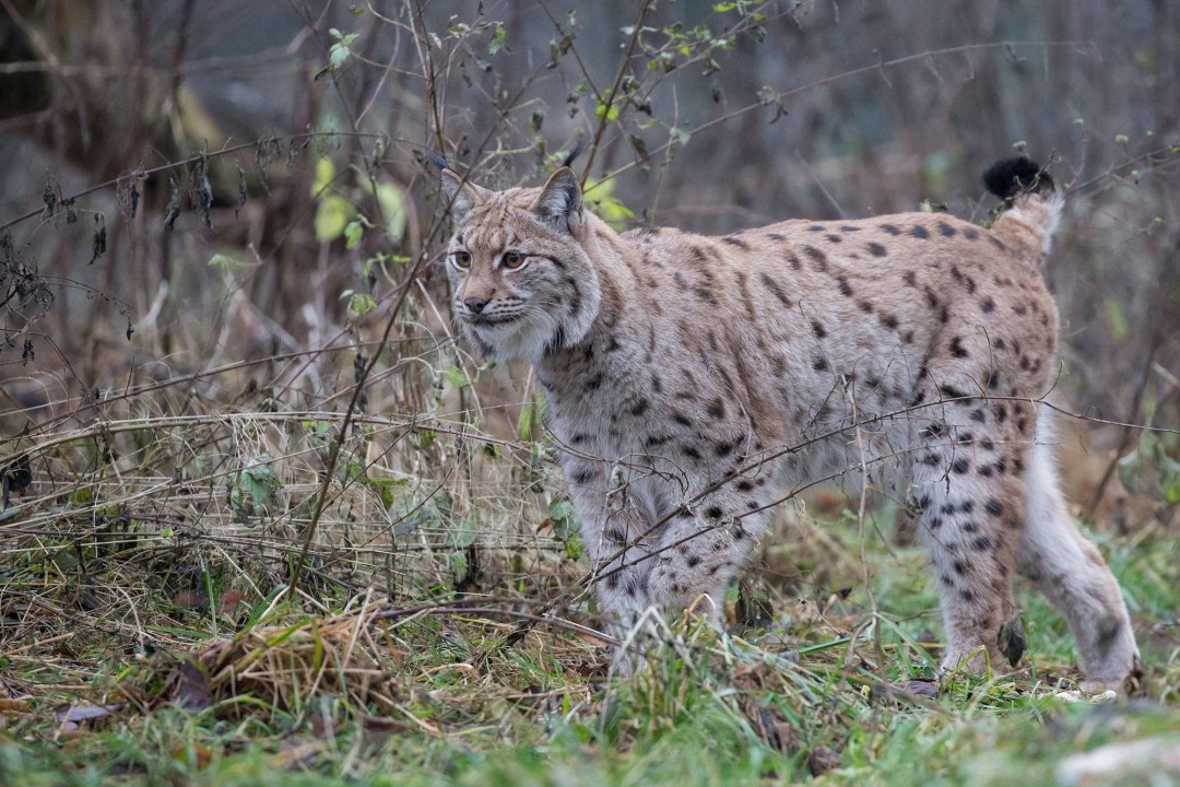 Luchs | © Ralph Sturm