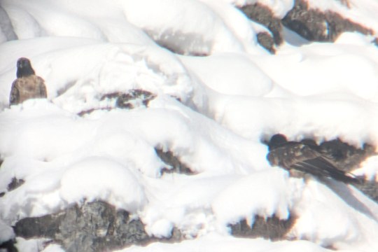 Nepomuk und Wiggerl  | © Jonathan Gehret