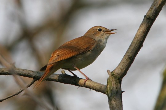 Nachtigall auf einem Ast | © Zdenek Tunka