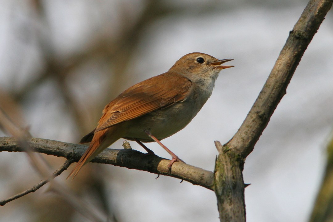 Nachtigall auf einem Ast | © Zdenek Tunka