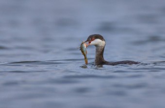 Ohrentaucher | © Gunther Zieger