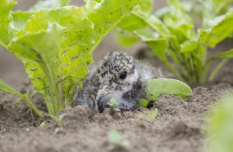 Kiebitzküken | © Ralph Sturm