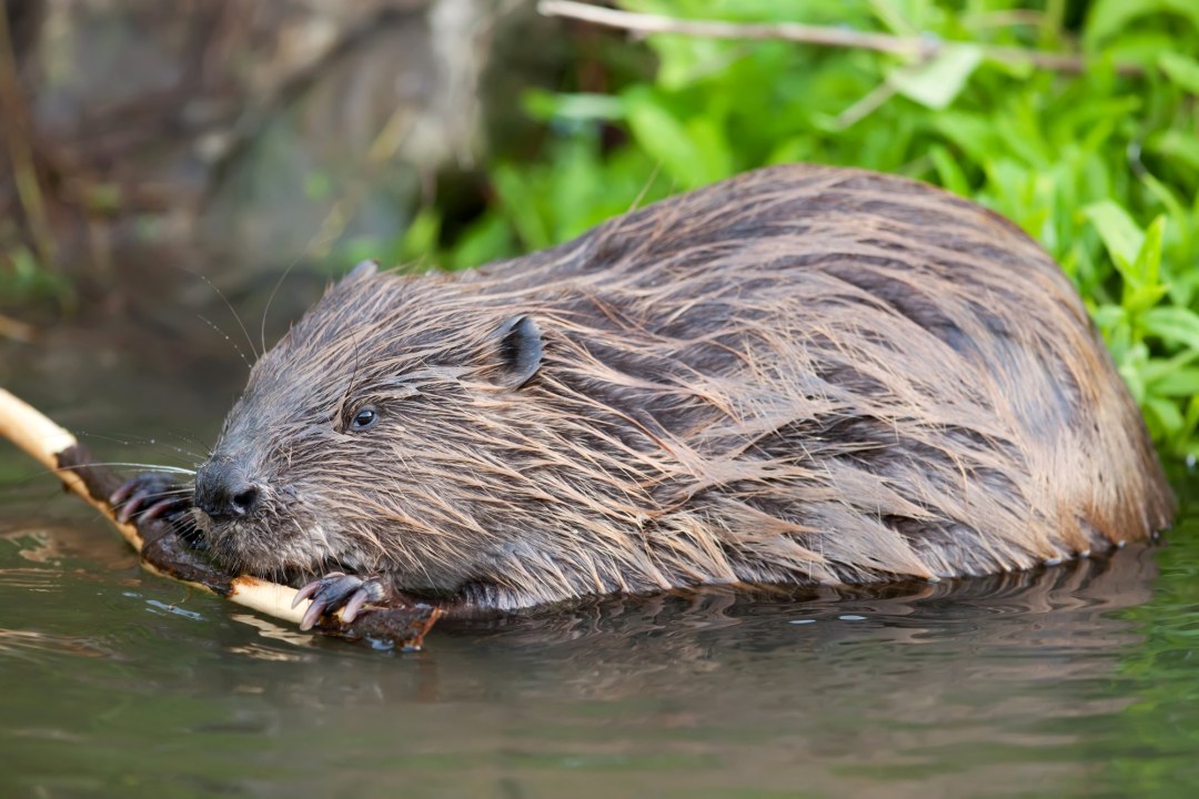 Biber | © Markus Glaessel