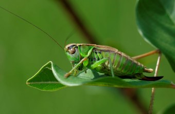 Roesels Beißschrecke | © Dr. Eberhard Pfeuffer