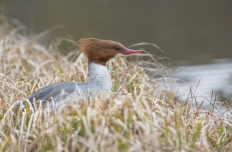 Gänsesäger | © Ralph Sturm