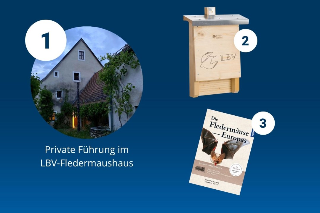 Eine private Führung im LBV-Fledermaushaus zeigt eine charmante Unterkunft und Informationsmaterialien über Fledermäuse.