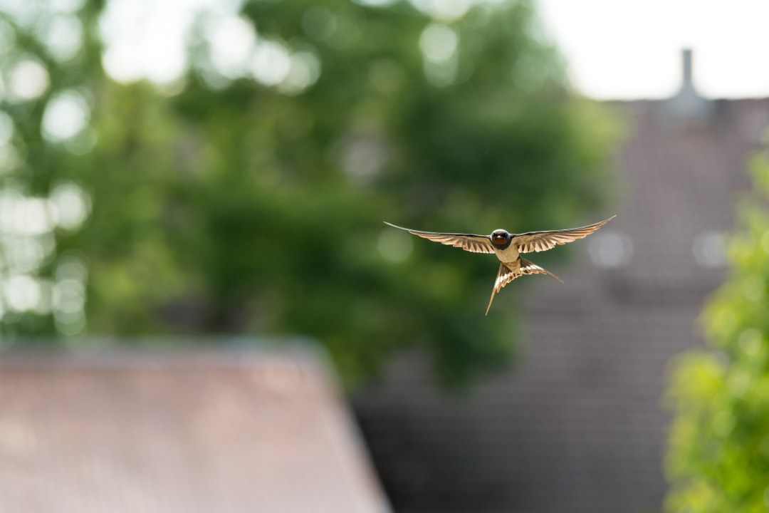 Fliegende Rauchschwalbe | © Dr. Olaf Broders