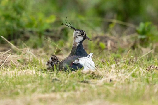 Kiebitz-Altvogel mit Jungvogel | © Andreas Hartl