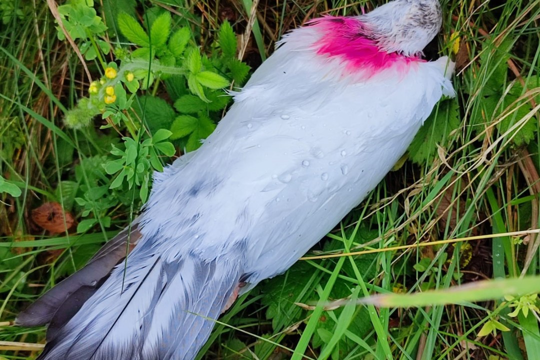 Kamikazetaube | © Karsten Hofmann