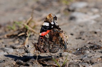 Admiral | © Eberhard Pfeuffer