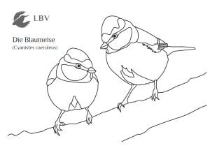Malvorlage Blaumeisen