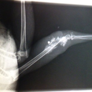 Röntgenbild des Fußes eines toten Greifvogels bei Cham 2017 | © Tierklinik Miltach