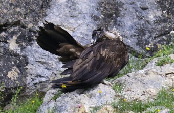 Recka beim Putzen | © Markus Leitner
