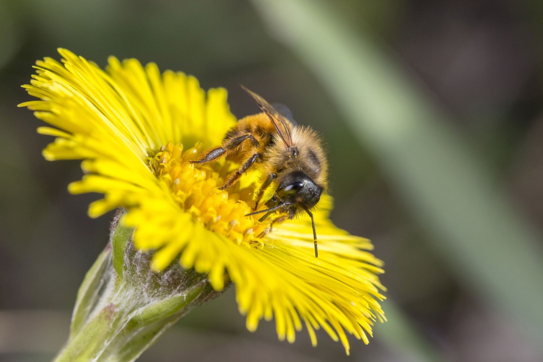 Rote Mauerbiene Nektar | © Ralph Sturm
