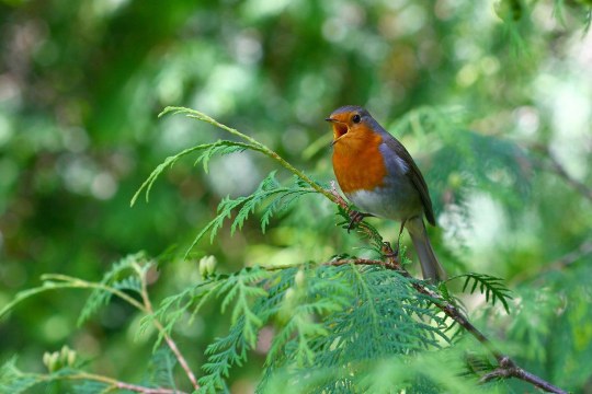 Ein Rotkehlchen sitzt auf einem Ast | © Monika Graf