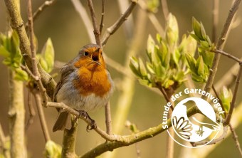Rotkehlchen | © Michelle Gutjahr