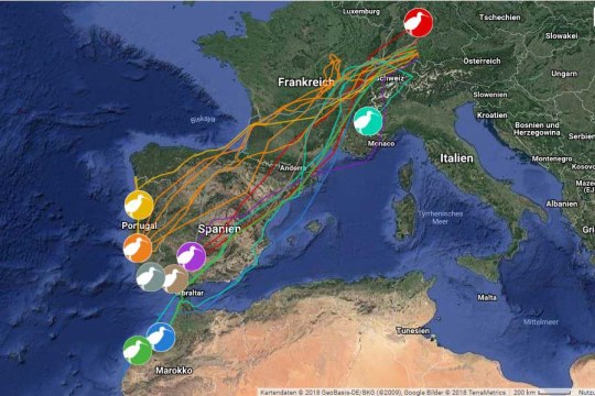 Satelliten-Karte, auf der die Brachvögel live mitverfolgt werden können
