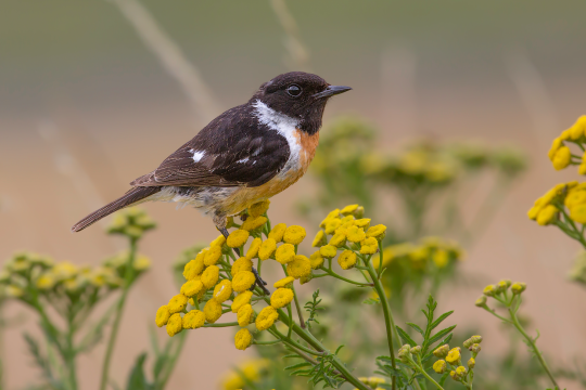 Schwarzkehlchen-Männchen sitzt auf gelber Blume | © Gunther Zieger