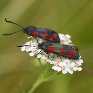 Zwei Sechsfleck-Widderchen sitzen auf einer blühenden Pflanze | © Dr. Eberhard Pfeuffer