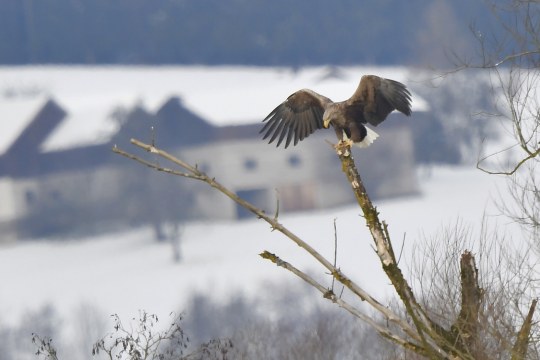 Seeadler | © Lothar Röttenbacher