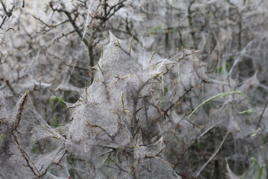 Silberner Schleier der Gespinstmotte auf einem Strauch | © Christian Geidel