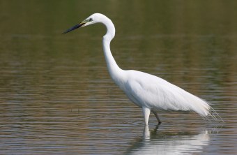 Silberreiher im Wasser | © Zdenek Tunka