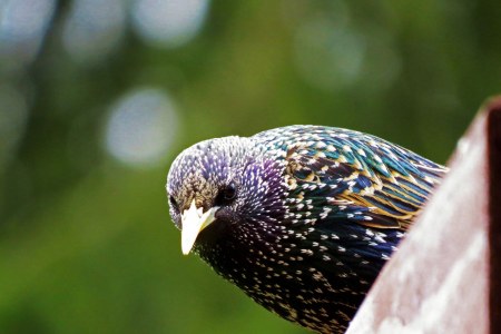 Star schaut nach links unten | © Michael Hruschka