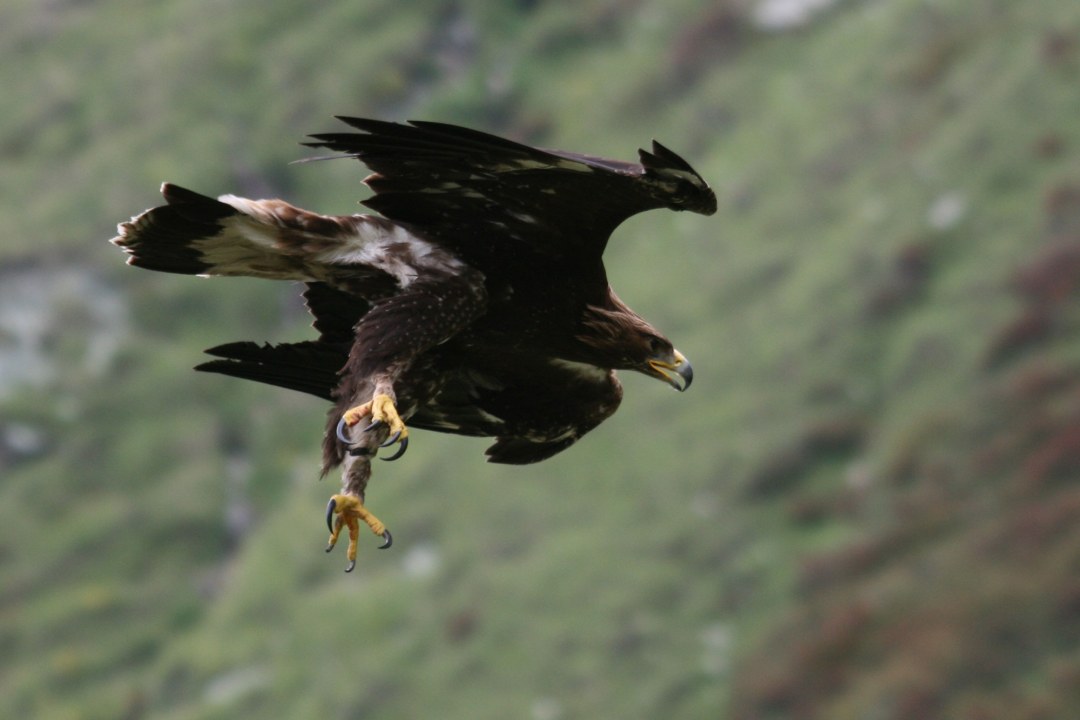 Steinadler stürzt sich im Flug zu Boden | © Karl-Heinz Schindlatz